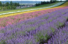 ファーム富田 ファーム富田
